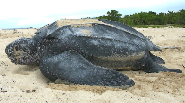 Rescataron una tortuga laúd herida en Villa Gesell, pero murió horas después