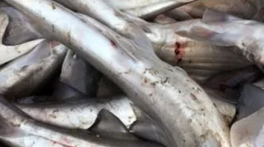Piden evitar el consumo de gatuzo, un tiburón en peligro crítico de extinción