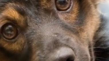 Recuerdan la importancia de la vacunación antirrábica gratuita para perros y gatos