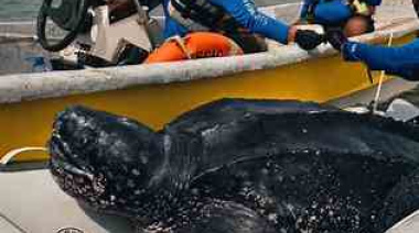 Siguen por satélite a cuatro machos de tortuga laúd en La Costa