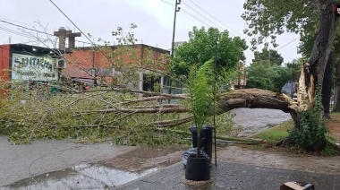 Fuertes vientos provocaron caída de árboles y daños en San Bernardo y Mar de Ajó