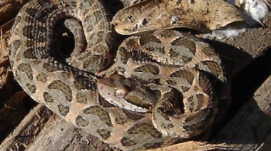 Capturaron dos yarará en el jardín de una vivienda en Costa Chica