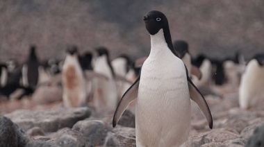 Tras meses de recuperación, liberaron 15 pingüinos en San Clemente del Tuyú