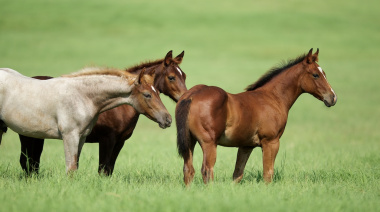 Caballos sueltos en Ruta 11: un riesgo que vuelve a repetirse