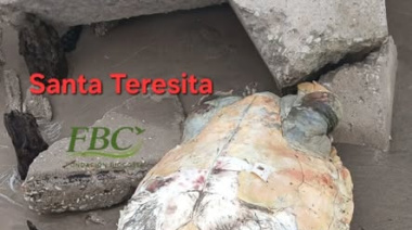 Preocupa la aparición de tortugas marinas muertas tras la crecida del mar