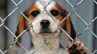 Impulsan campaña para prevenir el maltrato animal y fomentar las denuncias