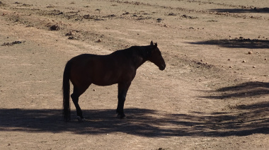 Secuestran un caballo suelto en inmediaciones de la Ruta 11