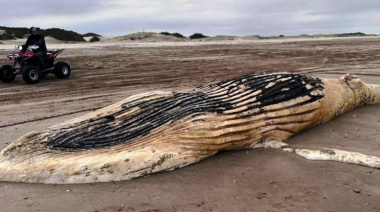 Hallan una ballena jorobada muerta en una playa de Punta Médanos