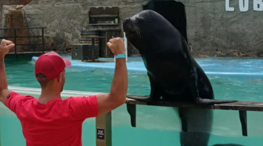 Tras la quiebra del Aquarium, trasladan lobos marinos y evalúan exportar pingüinos