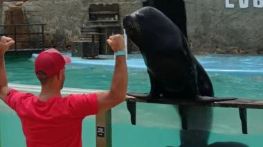 Tras la quiebra del Aquarium, trasladan lobos marinos y evalúan exportar pingüinos