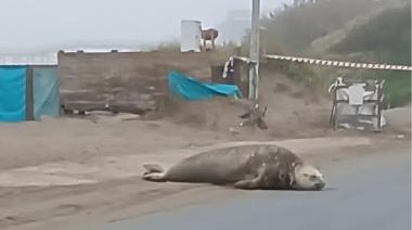 Una elefanta marina sorprendió al aparecer sobre la Costanera