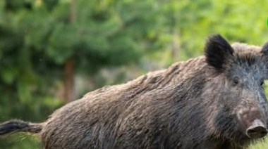 La Provincia autorizó la caza controlada de jabalíes para proteger al venado de las pampas