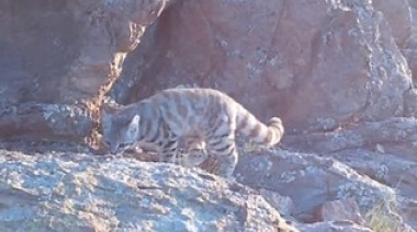 Fotografiaron al “fantasma de los Andes”, uno de los felinos más difíciles de ver
