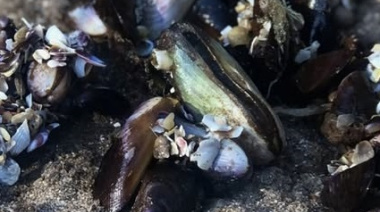 SENASA advirtió no consumir mariscos hallados en las playas tras el temporal