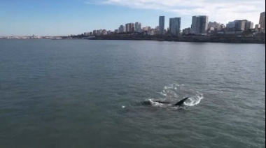 Una ballena franca austral sorprendió frente a las costas de Mar del Plata