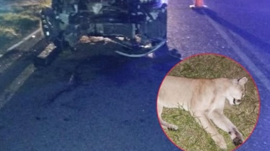 Choque fatal contra un puma en Ruta 11 cerca de Costa Esmeralda