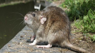 Aumentan los casos de hantavirus en la provincia de Buenos Aires: ya hubo siete muertes en 2026