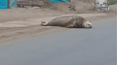 Una elefanta marina sorprendió al aparecer sobre la Costanera