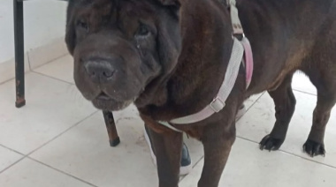 Concluyó una nueva semana de castraciones para perros y gatos