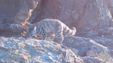 Fotografiaron al “fantasma de los Andes”, uno de los felinos más difíciles de ver