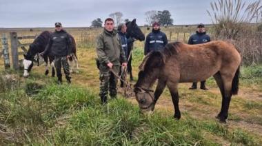 La Costa entregó 18 caballos rescatados a una asociación dedicada a su rehabilitación