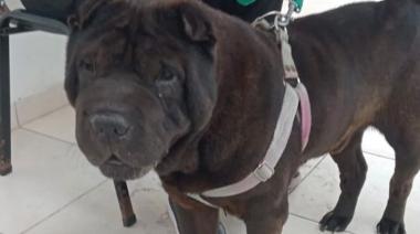 Concluyó una nueva semana de castraciones para perros y gatos