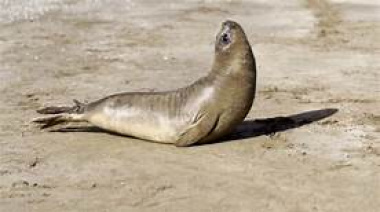 Otro cachorro de elefante marino fue liberado tras siete meses de rehabilitación