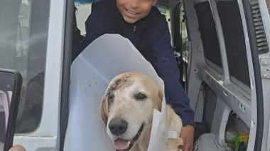 Teodoro, el perro que recibió una puñalada al defender a un niño durante un presunto intento de robo