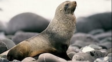 Registraron un lobo marino subantártico en las playas de Nueva Atlantis
