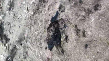 Indignación en Miramar por el hallazgo de pingüinos muertos con aparentes marcas de vehículos