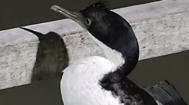 Prohíben el ingreso al muelle de Mar del Tuyú a un pescador acusado de golpear a un cormorán