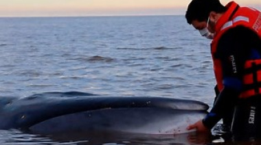 Murió la ballena que estaba varada en la costa de San Isidro