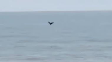 Avistamiento de ballenas francas australes sorprendió a vecinos y turistas en Costa Esmeralda