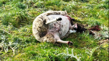 Productores denuncian el avance de cazadores furtivos sobre campos y alertan por la inseguridad