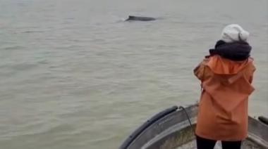 Tres ballenas jorobadas fueron avistadas frente a las playas de San Clemente del Tuyú