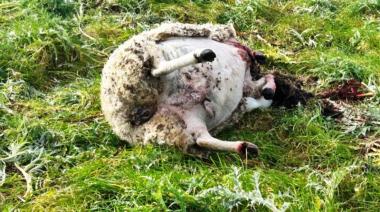 Productores denuncian el avance de cazadores furtivos sobre campos y alertan por la inseguridad