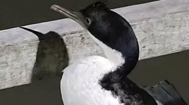 Prohíben el ingreso al muelle de Mar del Tuyú a un pescador acusado de golpear a un cormorán