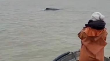Tres ballenas jorobadas fueron avistadas frente a las playas de San Clemente del Tuyú