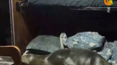 Un lobo marino se metió en el camarote de un barco y se quedó a dormir en una cama