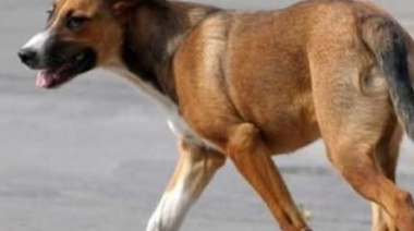 Perros sueltos en General Madariaga: los dueños podrán ser multados