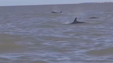 Increíble avistaje frente a San Clemente: Una manada de falsas orcas sorprendió en las costas del Cabo San Antonio