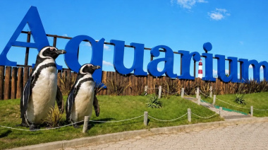 Cuando la vida silvestre entra en un balance: los pingüinos del ex Aquarium y el verdadero costo de una quiebra