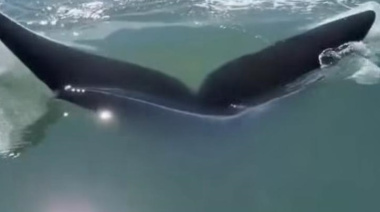 Dos ballenas sorprendieron y se dejaron ver muy cerca de la costa de Mar de Ajó