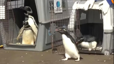Seis pingüinos fueron rehabilitados y regresaron al mar en San Clemente del Tuyú