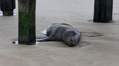 Murió un lobo marino que había sido rescatado con una herida de bala bajo el muelle de Santa Teresita