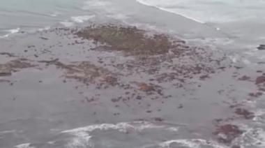 La “isla” que sorprendió frente al Faro de Punta Mogotes: qué es la Restinga del Faro