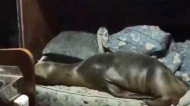 Un lobo marino se metió en el camarote de un barco y se quedó a dormir en una cama