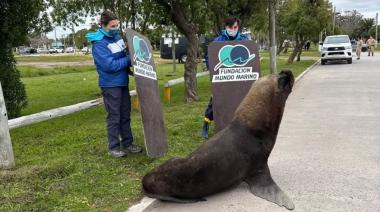 Sorpresa en General Lavalle: un lobo marino apareció en plena zona urbana