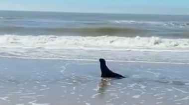 Un lobo marino juvenil llegó a la playa de Mar del Tuyú y vecinos pidieron preservar su espacio