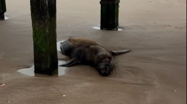 La necropsia confirmó que el lobo marino murió tras recibir un disparo